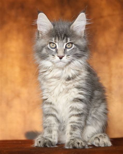 Some Male Maine Coon cats can weigh up to 35 lb (15. . Affordable maine coon kittens